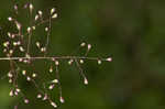 Cypress panicgrass